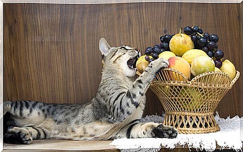 What fruits and vegetables can I give my cat?