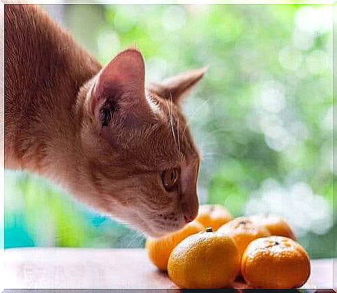 Recommended fruits and vegetables for cats