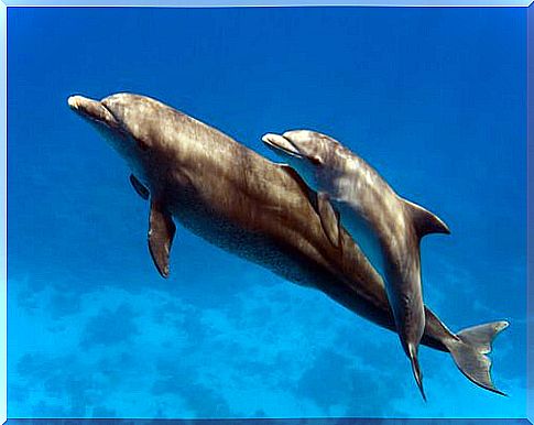 female dolphin with its mother