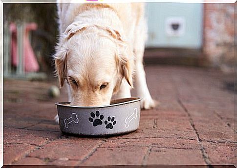 dog eating dog food