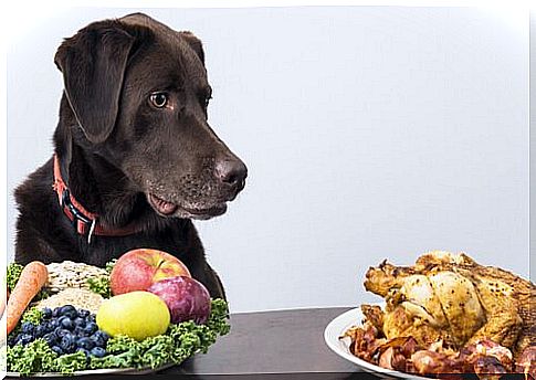 Dog looking at chicken and in front of a plate with vegetables