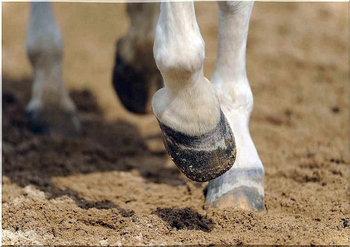 Laminitis in Horses: A Brief Approach to Hoof Anatomy