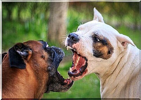 dog fight