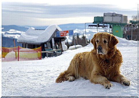 Where do famous people leave their pets?