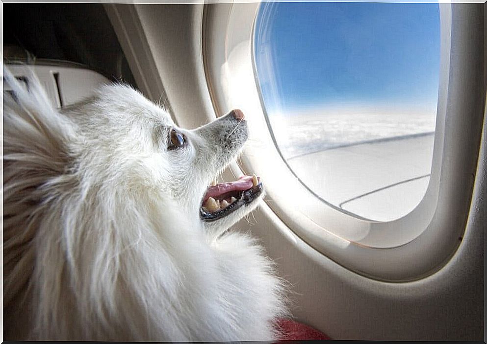 What breeds of dogs cannot travel by air?