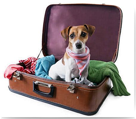 There are dogs that cannot travel by plane.