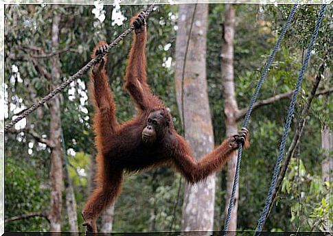 orangutan in the jungle