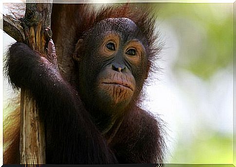 orangutan cub