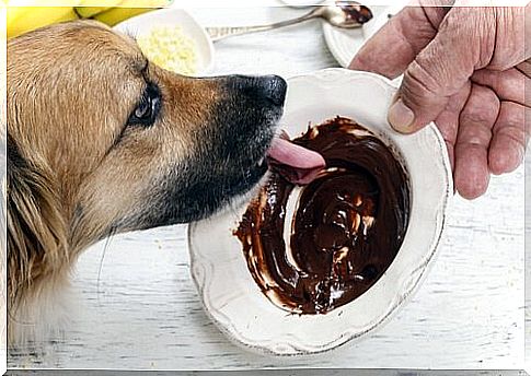 chocolate for dogs