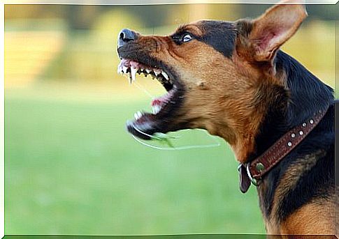 Behavioral Problems in Dogs: Aggressiveness 