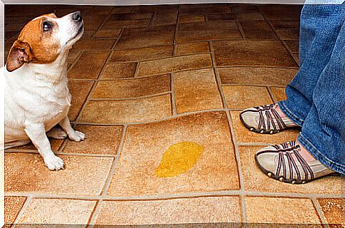 Why do dogs pee indoors?