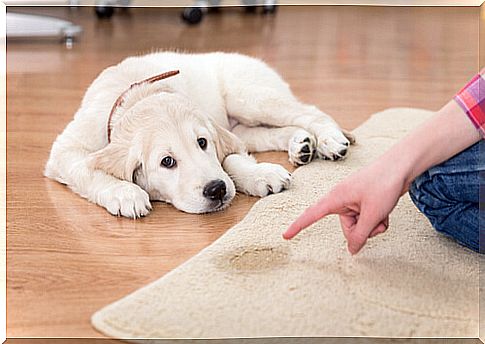 Puppy peed on the carpet