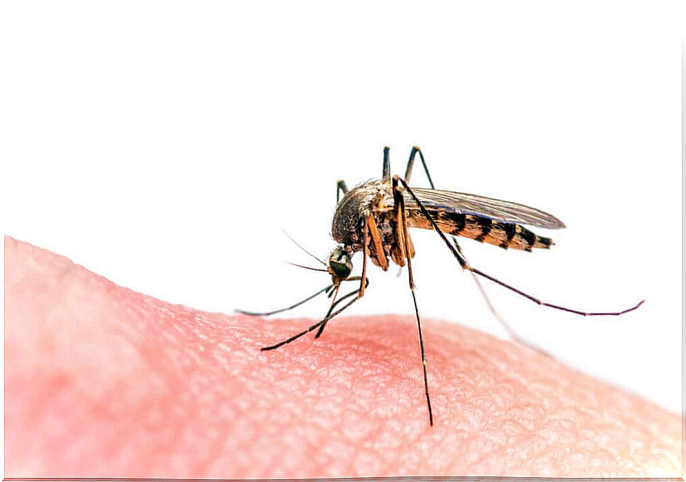 Why do mosquitoes bite?