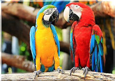 parrots