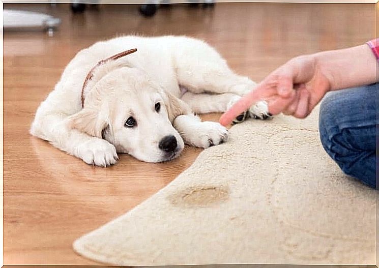 Teach the dog to urinate in the correct place