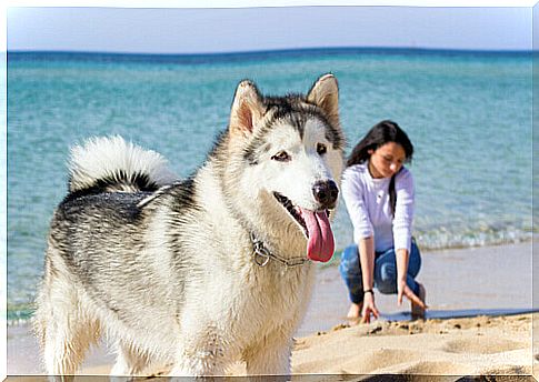 dog on the beach