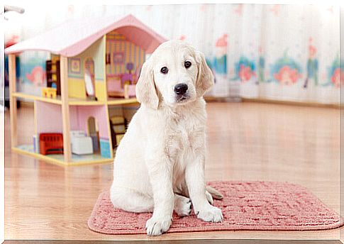 dog on mat