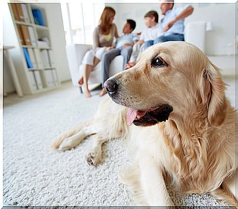 dog with family